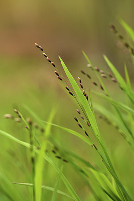 BUITEN BEELD Foto: 371562