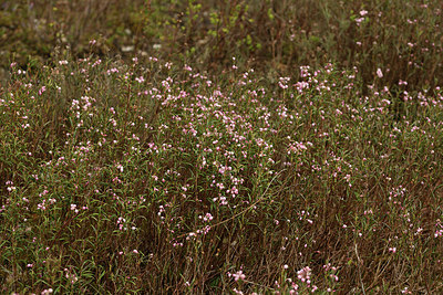 BUITEN BEELD Foto: 371581