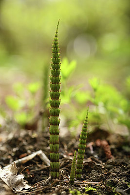 BUITEN BEELD Foto: 371616