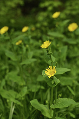 BUITEN BEELD Foto: 371623
