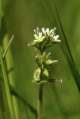BUITEN BEELD Foto: 371633