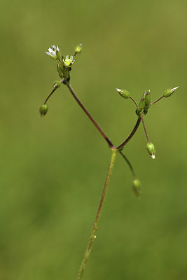 BUITEN BEELD Foto: 371634