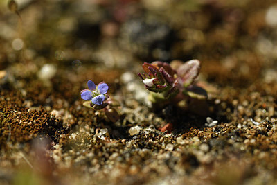 BUITEN BEELD Foto: 371637