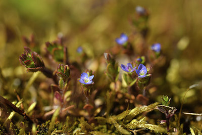 BUITEN BEELD Foto: 371648