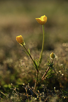 BUITEN BEELD Foto: 371653