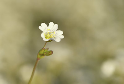 BUITEN BEELD Foto: 371654