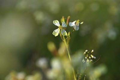 BUITEN BEELD Foto: 371655