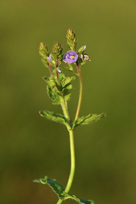 BUITEN BEELD Foto: 371659