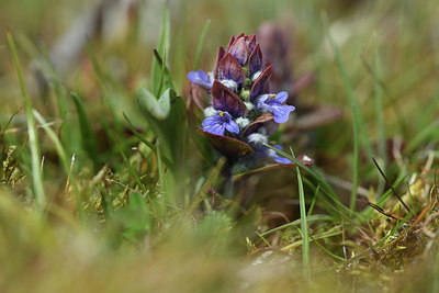 BUITEN BEELD Foto: 371675