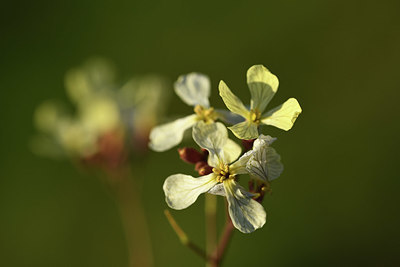 BUITEN BEELD Foto: 371676