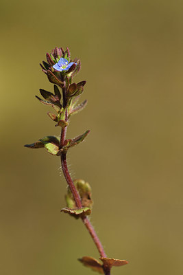 BUITEN BEELD Foto: 371677