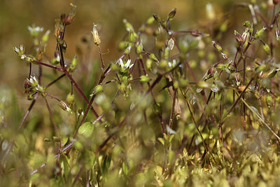 BUITEN BEELD Foto: 371678