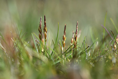 BUITEN BEELD Foto: 371707