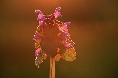 BUITEN BEELD Foto: 371717