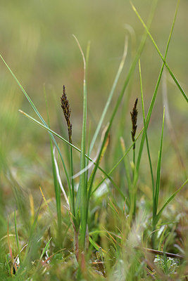 BUITEN BEELD Foto: 371729