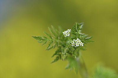 BUITEN BEELD Foto: 371735