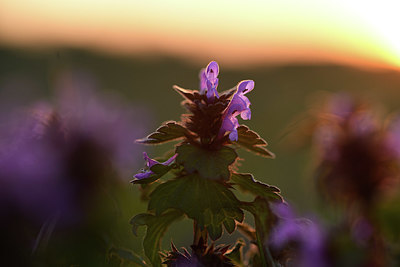 BUITEN BEELD Foto: 371736
