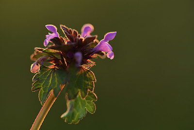 BUITEN BEELD Foto: 371744