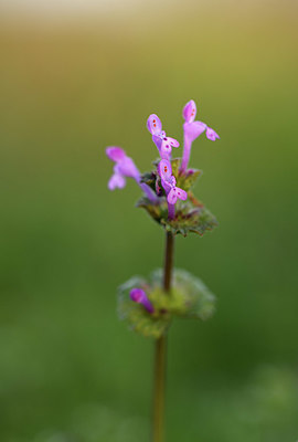BUITEN BEELD Foto: 371747