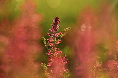 BUITEN BEELD Foto: 371748
