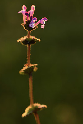 BUITEN BEELD Foto: 371749