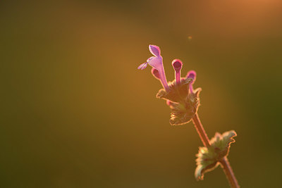 BUITEN BEELD Foto: 371750