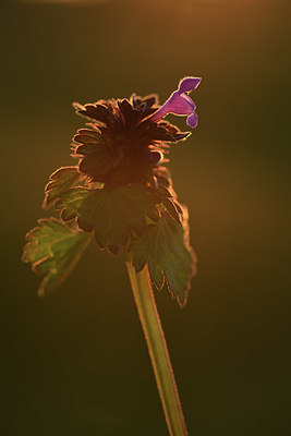 BUITEN BEELD Foto: 371757