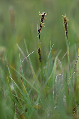 BUITEN BEELD Foto: 371759