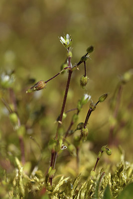 BUITEN BEELD Foto: 371762