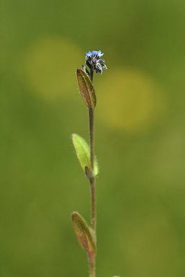 BUITEN BEELD Foto: 371763