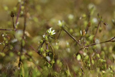 BUITEN BEELD Foto: 371764