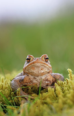 BUITEN BEELD Foto: 372180