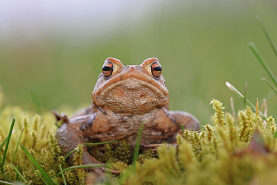 BUITEN BEELD Foto: 372196