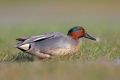 BUITEN BEELD Foto: 372361