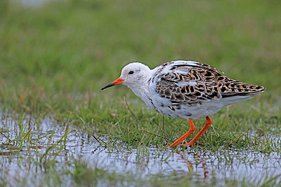 BUITEN BEELD Foto: 372403