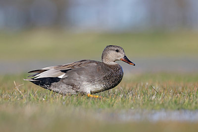 BUITEN BEELD Foto: 372407