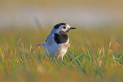 BUITEN BEELD Foto: 372429