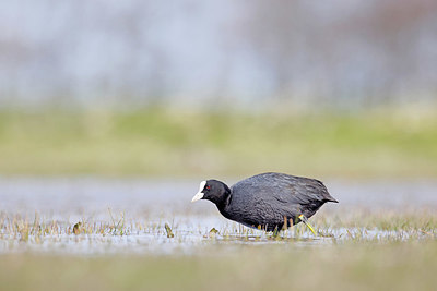 BUITEN BEELD Foto: 372440