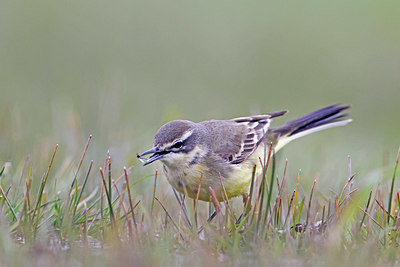 BUITEN BEELD Foto: 372443