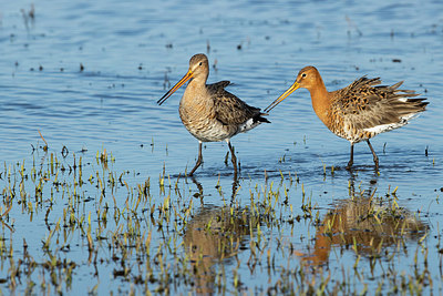 BUITEN BEELD Foto: 372462