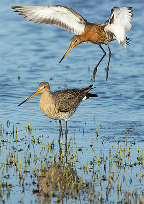 BUITEN BEELD Foto: 372465