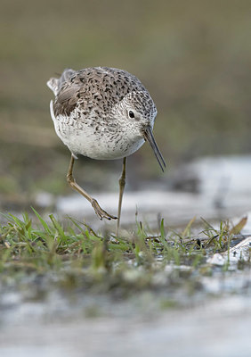 BUITEN BEELD Foto: 372577