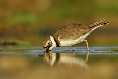 BUITEN BEELD Foto: 372602