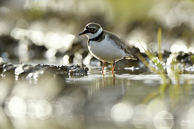 BUITEN BEELD Foto: 372605