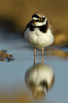 BUITEN BEELD Foto: 372607