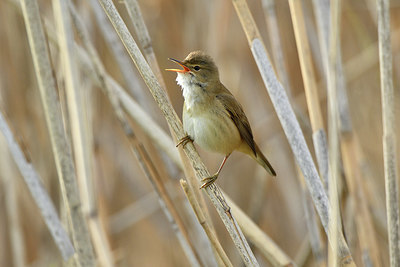 BUITEN BEELD Foto: 372610