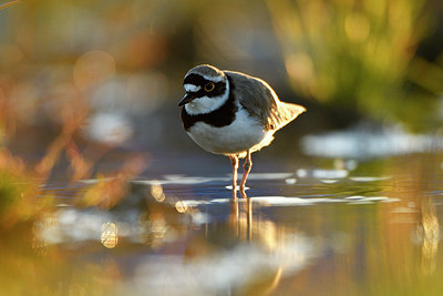 BUITEN BEELD Foto: 372613
