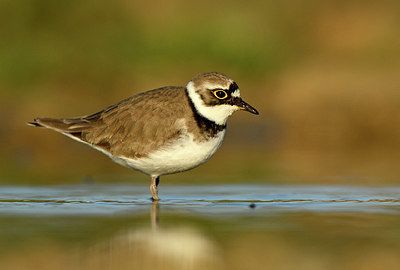 BUITEN BEELD Foto: 372614