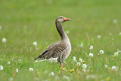 BUITEN BEELD Foto: 372615