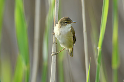BUITEN BEELD Foto: 372619